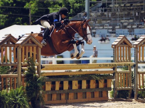 Laura Wasserman and Safari USEF 2014 Grand Champion Amateur Owner Hunter 3'6" 2014 Performance Horse Registry Silver Stirrup National Grand Champion Hunter Photo The Book LLC