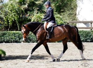 Jessica Singer and Vaulted Adult Amateur Hunters Blenheim Summer Classic August 2013 Photo Captured Moment Photography