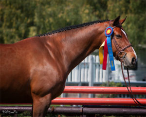 Lily Blavin and Montague Large Junior Hunter 15 and Under 2013 Blenheim Spring Photo Amy McCool