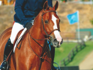 Nick Haness and Ecole Nauber's Banderas 3rd Place WCHR 2015 Blenheim