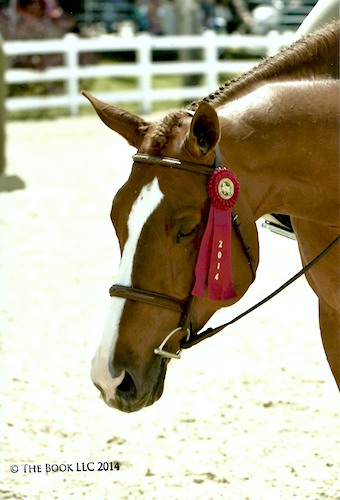 Chelsea Samuels' Adele 2014 Devon Horse Show Photo The Book LLC