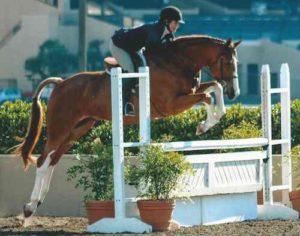 Ecole Nauber and Banderas 3'3" Amateur Owner Hunter 2014 Del Mar National