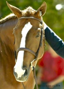 Chelsea Samuels Adele 2014 Devon Horse Show Photo The Book LLC