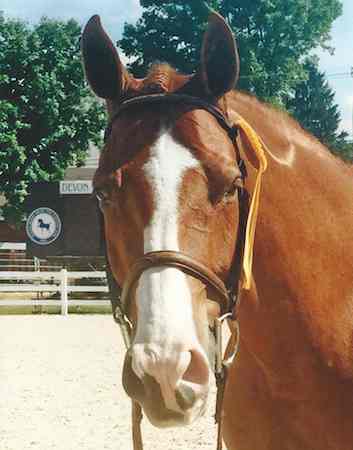 Nick Haness and Banderas owned by Ecole Lathrop High Performance Hunter 2015 Devon Horse Show