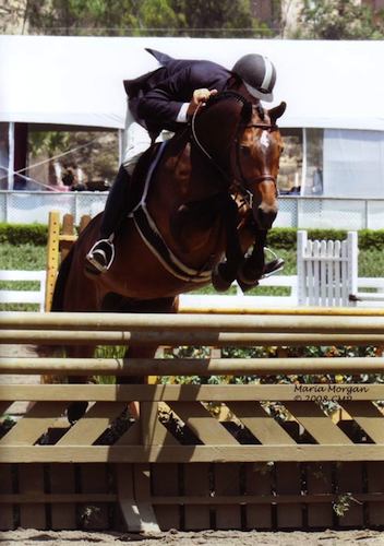 Archie Cox and Truly owned by Ashley Pryde Champion Regular Working Hunters 2008 Showpark Racing Festival Photo Captured Moment