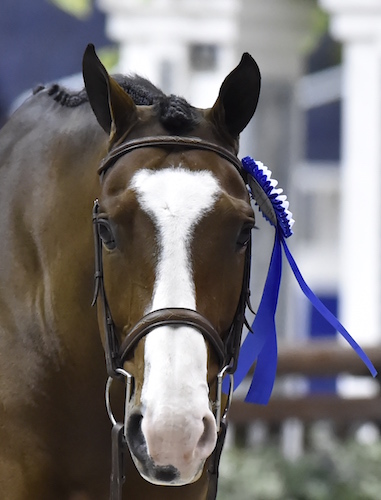 Laura Wasserman's Fine Design 2015 Performance Horse Registry Silver Stirrup National Champion Junior Working Hunter