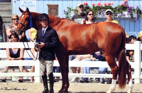 John French and Pringle Winner 1st Year Green 2008 Devon Horse Show Photo Randi Muster