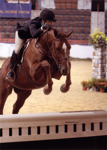 Alex Arute and Red Rooster Small Junior Hunters 2009 Pennsylvania National Photo Al Cook