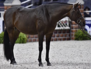 Boss owned by Laura Wasserman Grand Hunter Champion 2015 Washington International