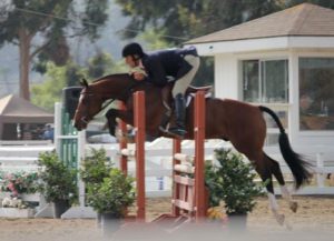 Archie Cox and Beckham owned by Gina Ross Champion Regular Conformation Hunter 2011 Showpark of San Diego