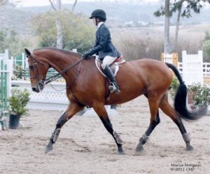 Daphne Harrington and Piper Equitation, 12-13 2011 Showpark Ranch & Coast Photo Captured Moment