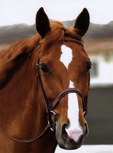 Red Label owned by Glenda Lippman Photo Laura Weiner