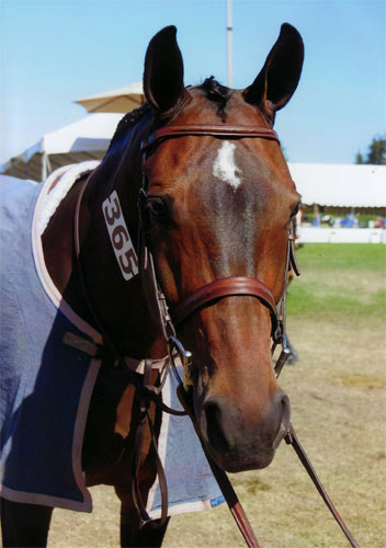 Truly owned by Ashley Pryde 2012 Menlo Charity Horse Show Photo Bella Peyser