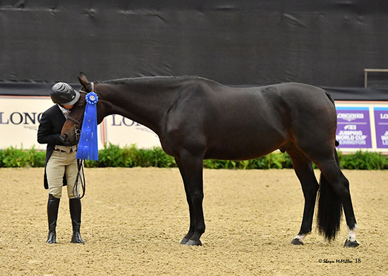 Virginia Fout and Carma 2018 National Horse Show Amateur Owner Hunter 3'3" Over 35, Champion Photo by The Chronicle of the Horse