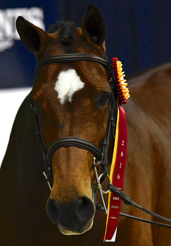 Virginia Fout and Cristiano Amateur Owner Hunter 18-35, Reserve Champion 2016 Washington International Photo by Shawn McMillen