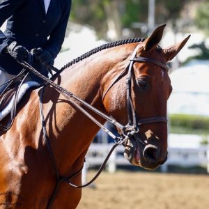 Gable Gering and Decklin CPHA Finals Reserve Champion, 14 & Under 2019 Showpark Photo by Captured Moment Photography