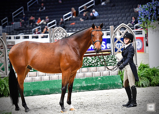 Favorite, owned by Teton Farms, and Karli Postel 2019 Washington International Horse Show Photo by Alden Corrigan Media