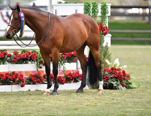 Ann Russo's San Marco 2019 Blenheim Oaks Spring Classic Champion Green Hunters 3'6" Photo by Alden Corrigan Media