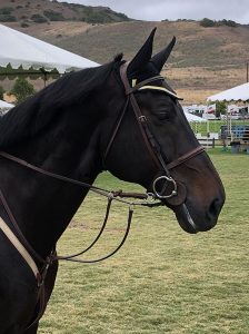 Jorge Hidalgo Duran's Charlie Boy