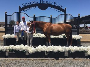 Polly Sweeney's Duet and Margaret Sweeney Reserve Champion Small Junior Hunter