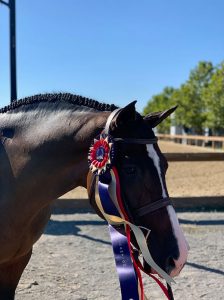 Sloan Lindemann Barnett's Spectacular Large Junior Hunter 16-17 Champion 2019 Sonoma Horse Park