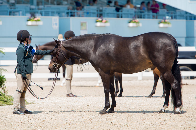 Stella Wasserman and Trillville 2016 Devon Horse Show