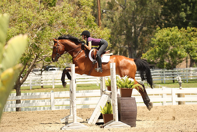 Vivienne Wood and Way Out West 2020 Brookway Stables Lessons at Home