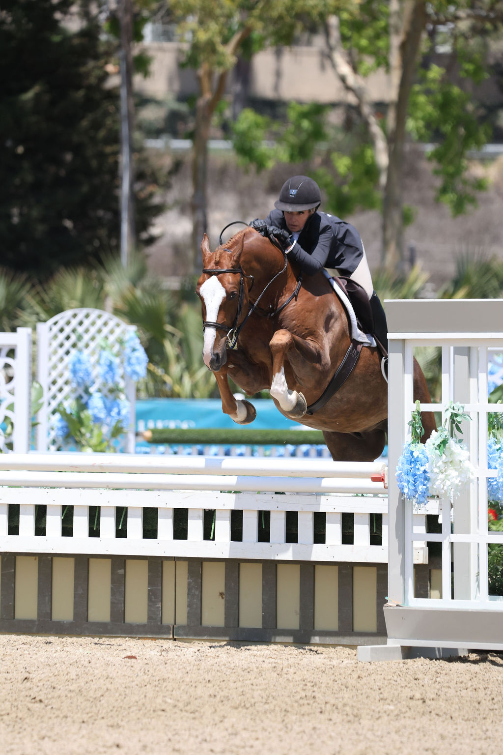 Mary Easley and Union Champion Adult Amateur Hunter 2025 HITS Del Mar Summer