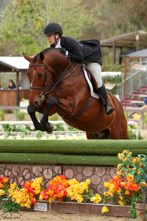 Meredith Brown and Revelation, owned by Frankie Ruane Adult Amateur Hunter Classic 3’ Winner AA Hunter 3’ U/S Winner 2025 Temecula Valley National Premier 1 Photo by Captured Moment Photo