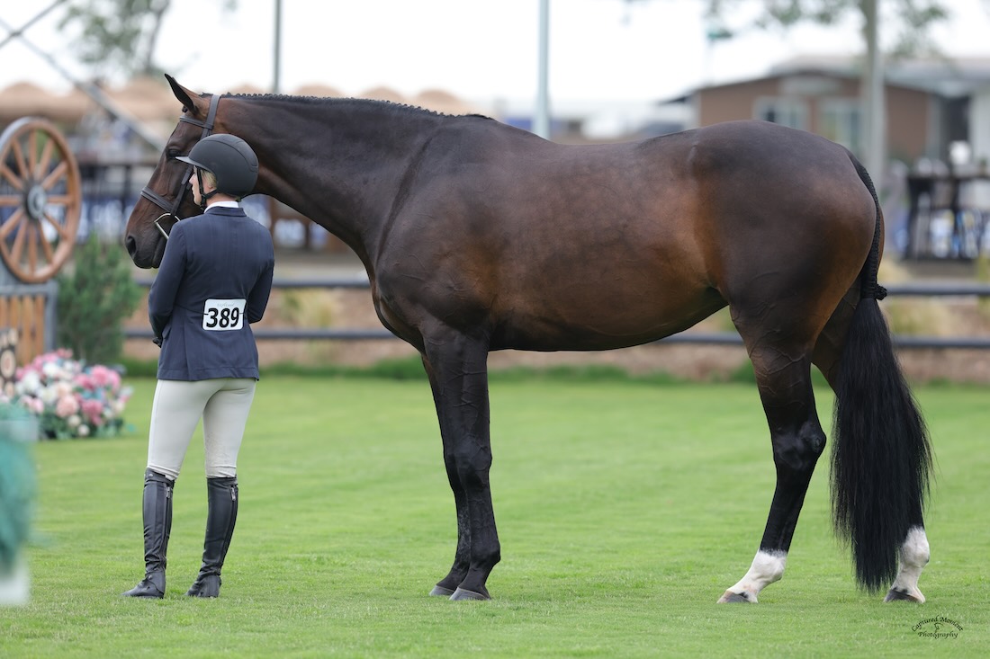 Karli Postel and La Premiere, owned by Jessica Singer Green Conformation Hunter The Oaks Summer Tour 2025 Photo by Captured Moment