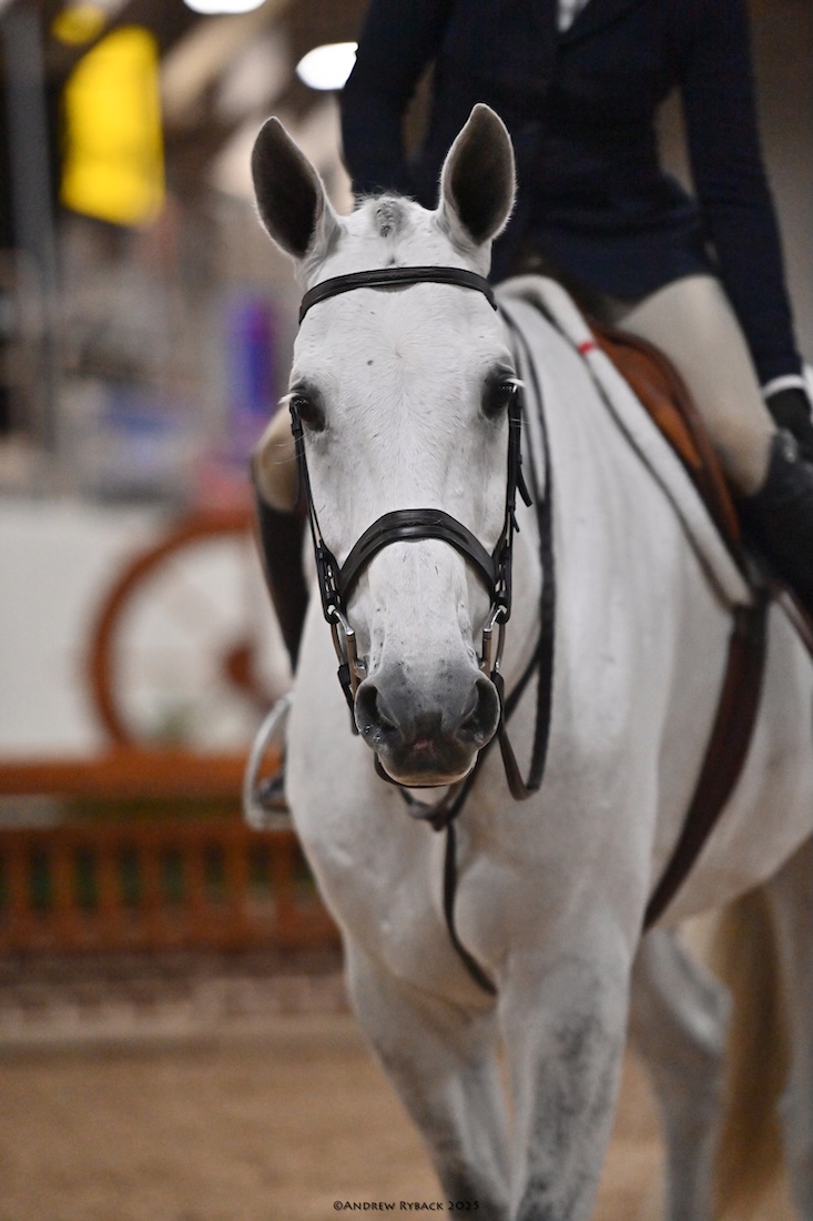 Lauren Bendowski's Calabria 2025 USHJA National Championships Photo by Andrew Ryback