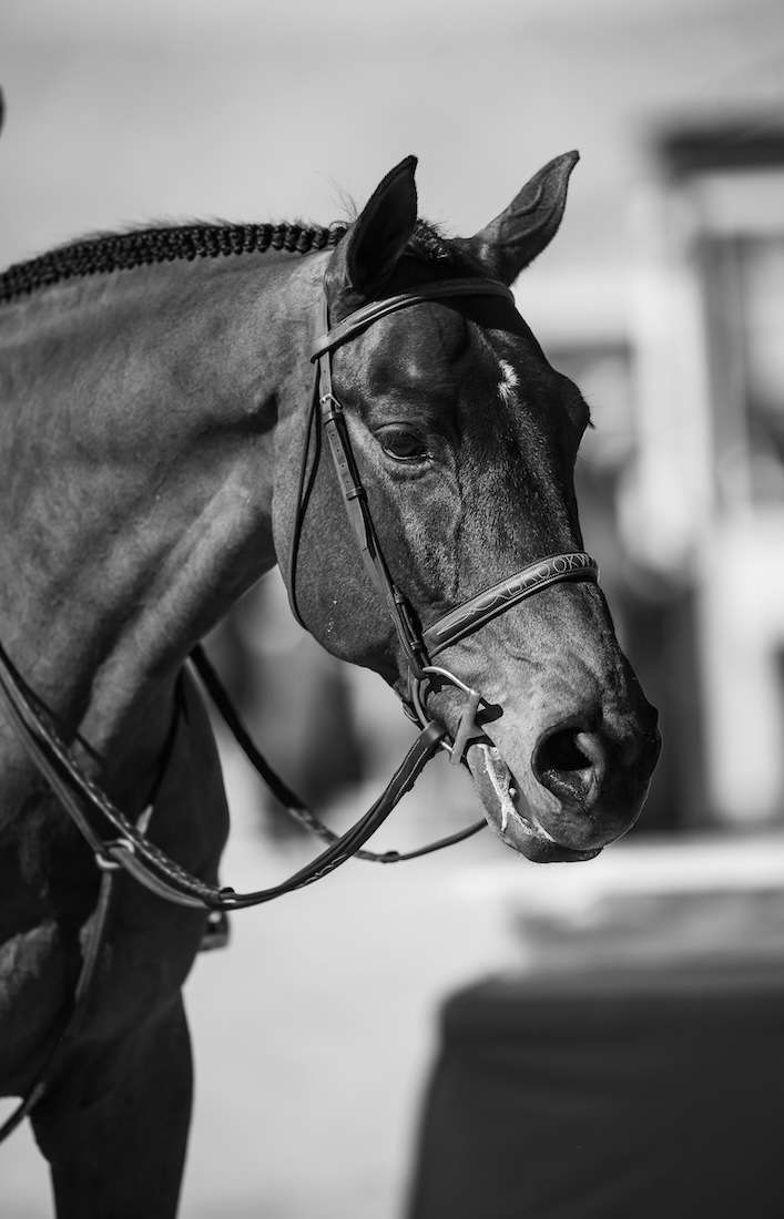 Carlson Champion Large Junior Hunter 3'6" 16-17 2026 Desert Circuit Week 9
